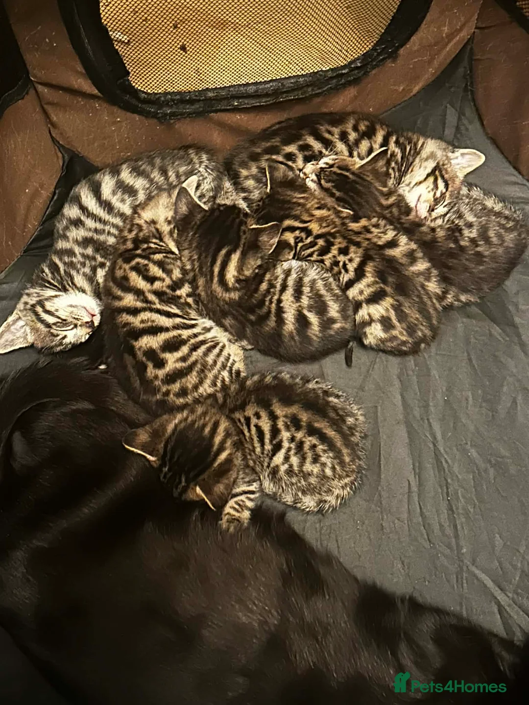 Mixed Breed cats for sale: Bombay-Bengal mix in West Drayton - Advert 3