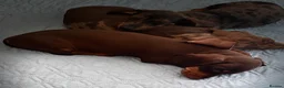 Dachshund dogs for sale: Beautiful dachshund pups - Advert 20