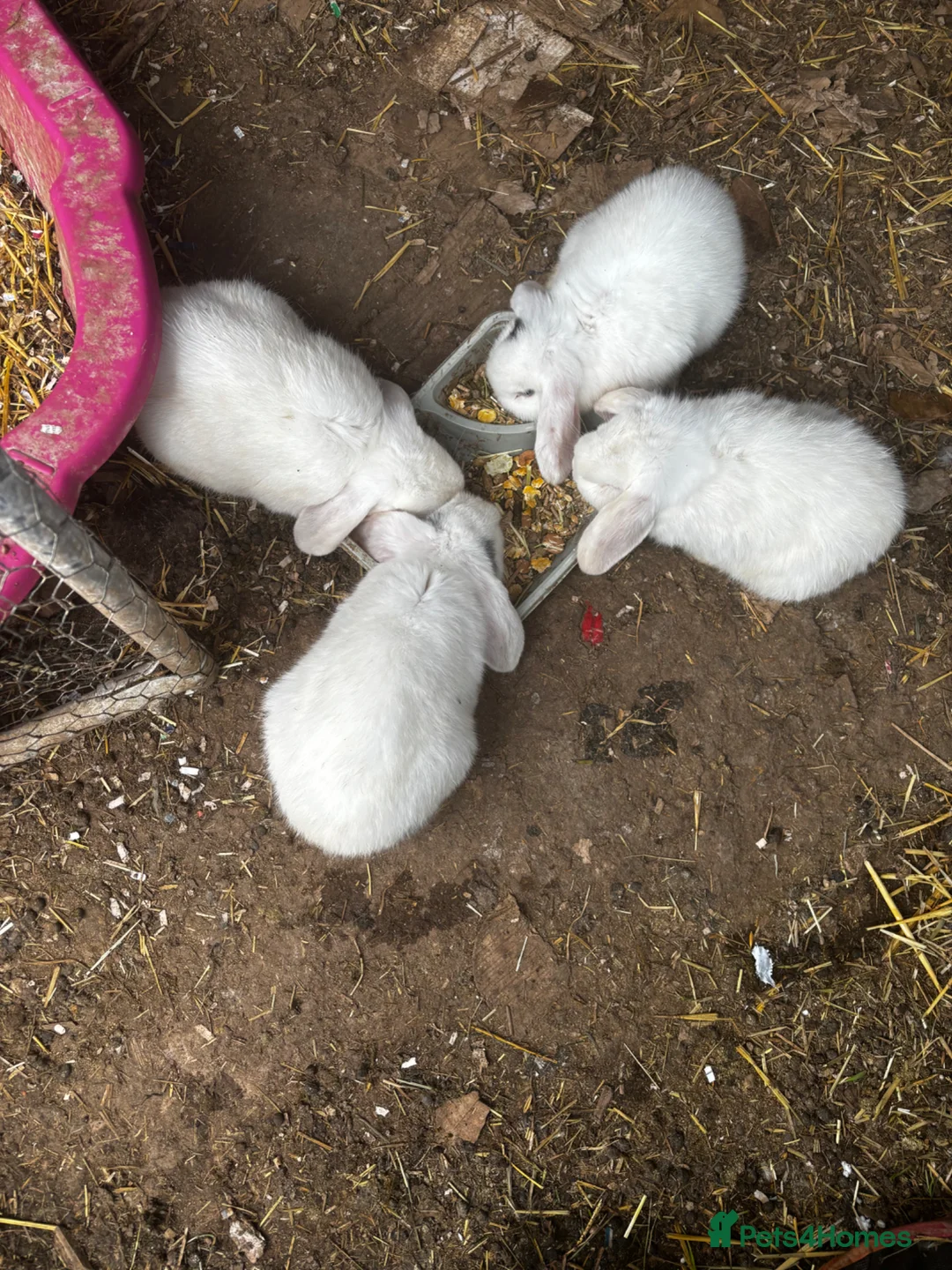 Mini Lop rabbits for sale: Mini lops  - Advert 6