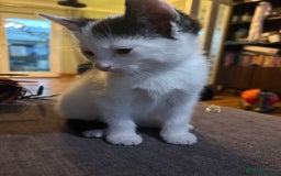 Mixed Breed cats for sale: Two white with black patches kittens  - Image 3