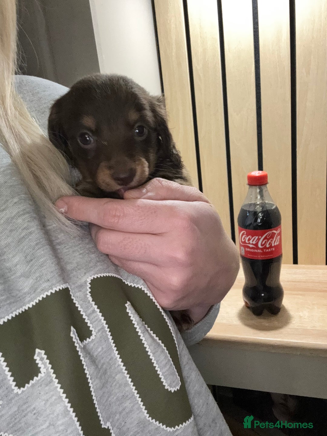 Miniature Dachshund dogs for sale: 2 girls left miniature sausages  - Advert 8