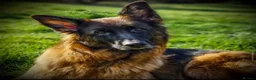 German Shepherd dogs for sale: KC Register German Shepherd puppies  in London - Advert 10