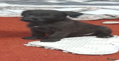 Patterdale Terrier dogs - Advert 8