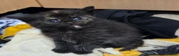 Mixed Breed cats for sale: Beautiful Fluffy Kittens Looking for Forever homes - Advert 18