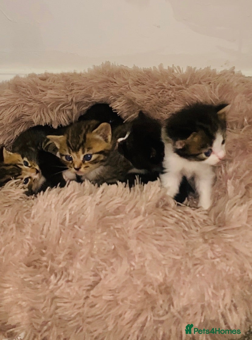 British Shorthair cats British Shorthair Mix Kittens for Reserving - Advert 15