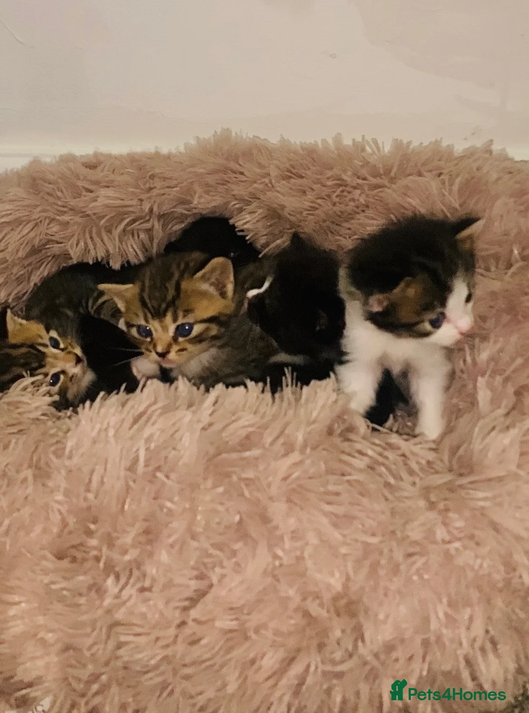 British Shorthair cats for sale: British Shorthair - 1 MALE 1FEMALE - Advert 2
