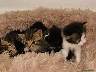 British Shorthair cats British Shorthair Mix Kittens for Reserving - Advert 2