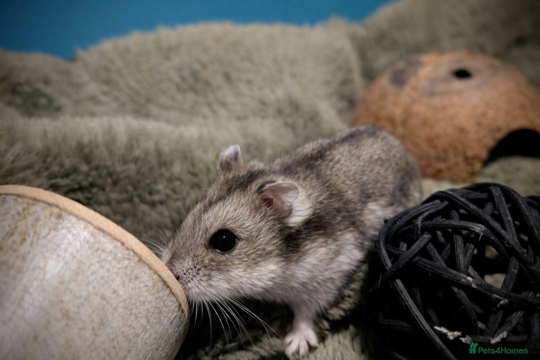 Hamster rodents for sale: Hundred Acre Hamster Rescue  - Advert 6