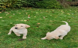 Labrador Retriever dogs for sale: Labrador pups for sale  - Image 14