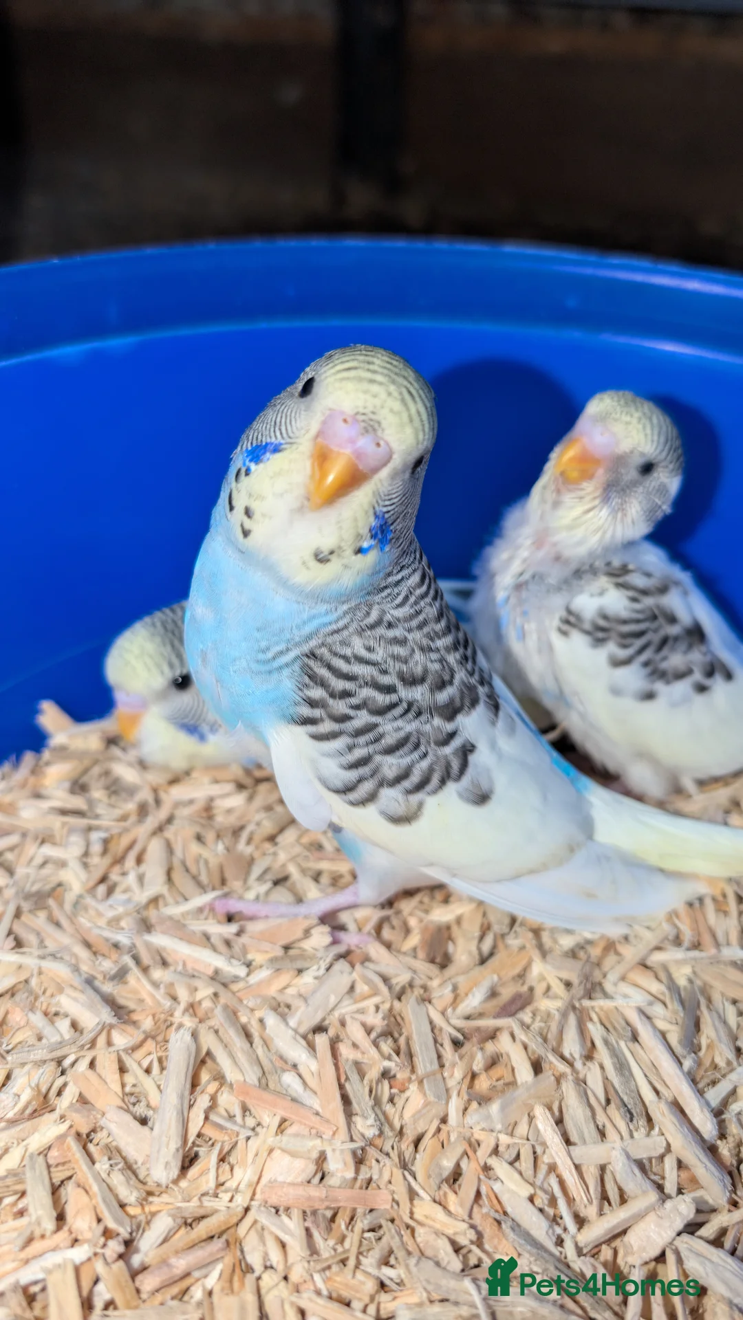 Budgerigars birds for sale: Hand tamed baby budgies for sale - Advert 15
