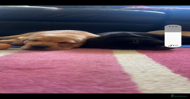 Labrador Retriever dogs - Advert 7