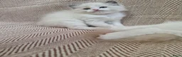 Ragdoll cats for sale: ✨️Stunning Pedigree Ragdoll Kitten ✨️ - Advert 6