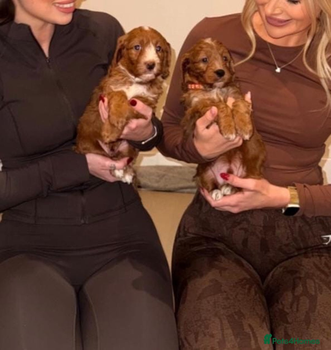 Cockapoo dogs for sale: Red cockerpoo pups  - Advert 12