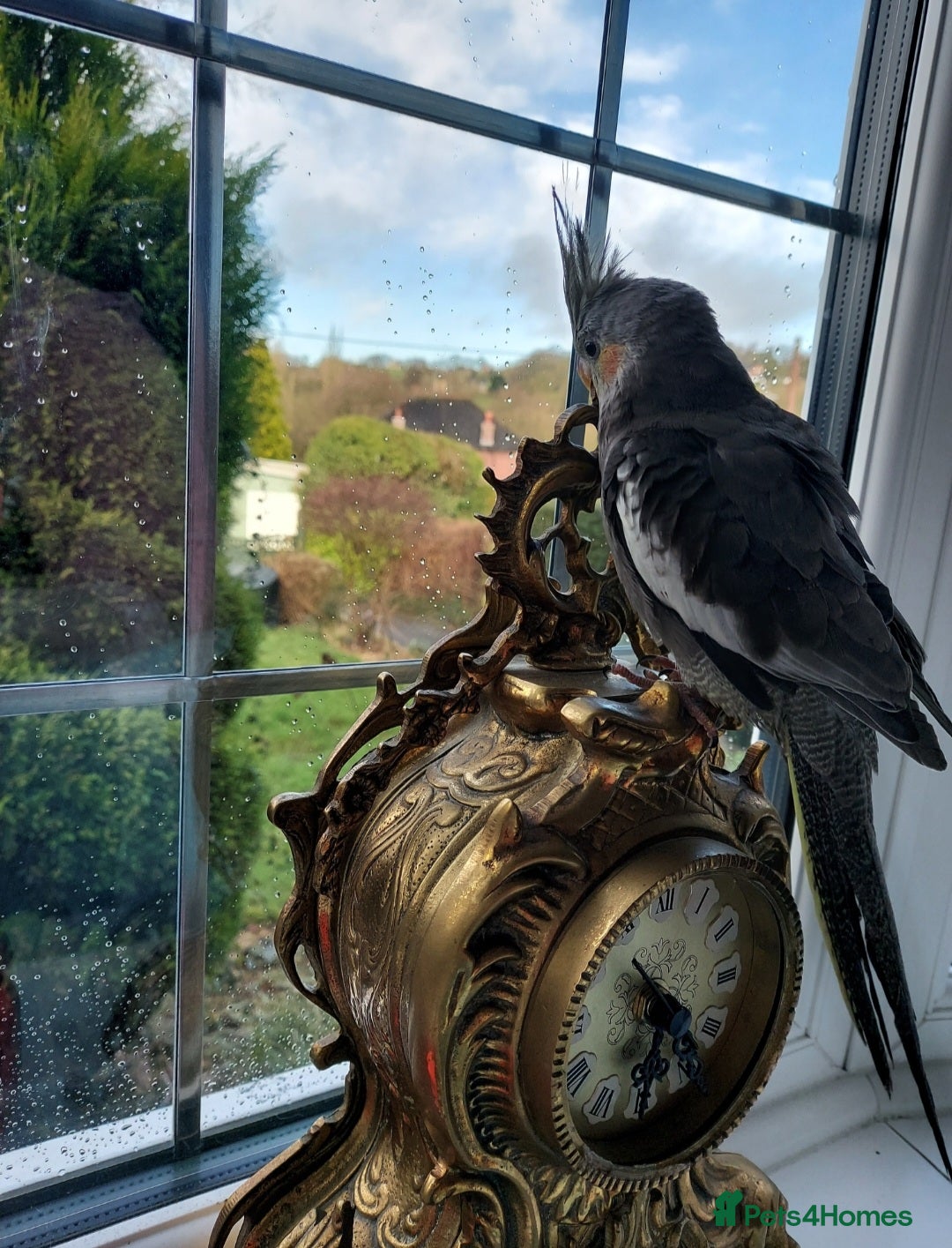 Cockatiels birds for sale: Tame Cockatiel with full set up. Beautiful boy ❤️ - Advert 8