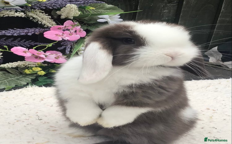 Mini Lop rabbits - Advert 3