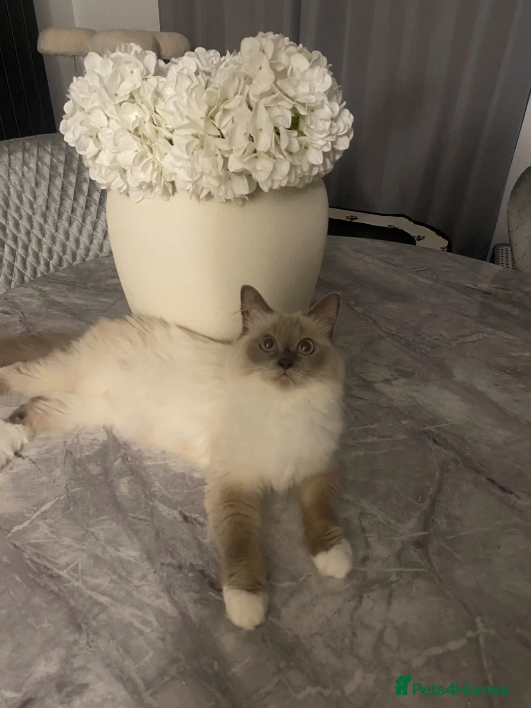 Ragdoll cats for sale: Beautiful Ragdoll - Advert 4
