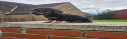 Miniature Dachshund dogs for sale: True longhaired minature dachshunds  - Advert 18