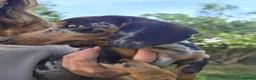 Dachshund dogs for sale: KC reg Standard Dachshund Puppies - Advert 11