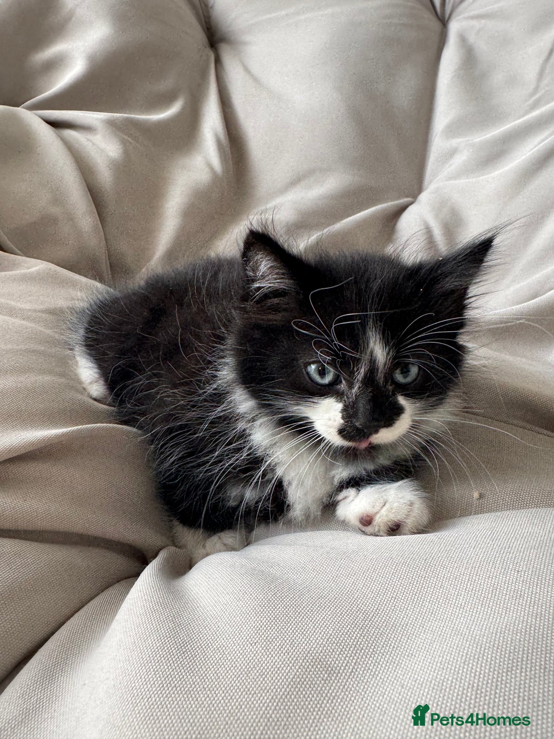 Mixed Breed cats for sale: Beautiful Mixed Breed Kitten  - Image 11