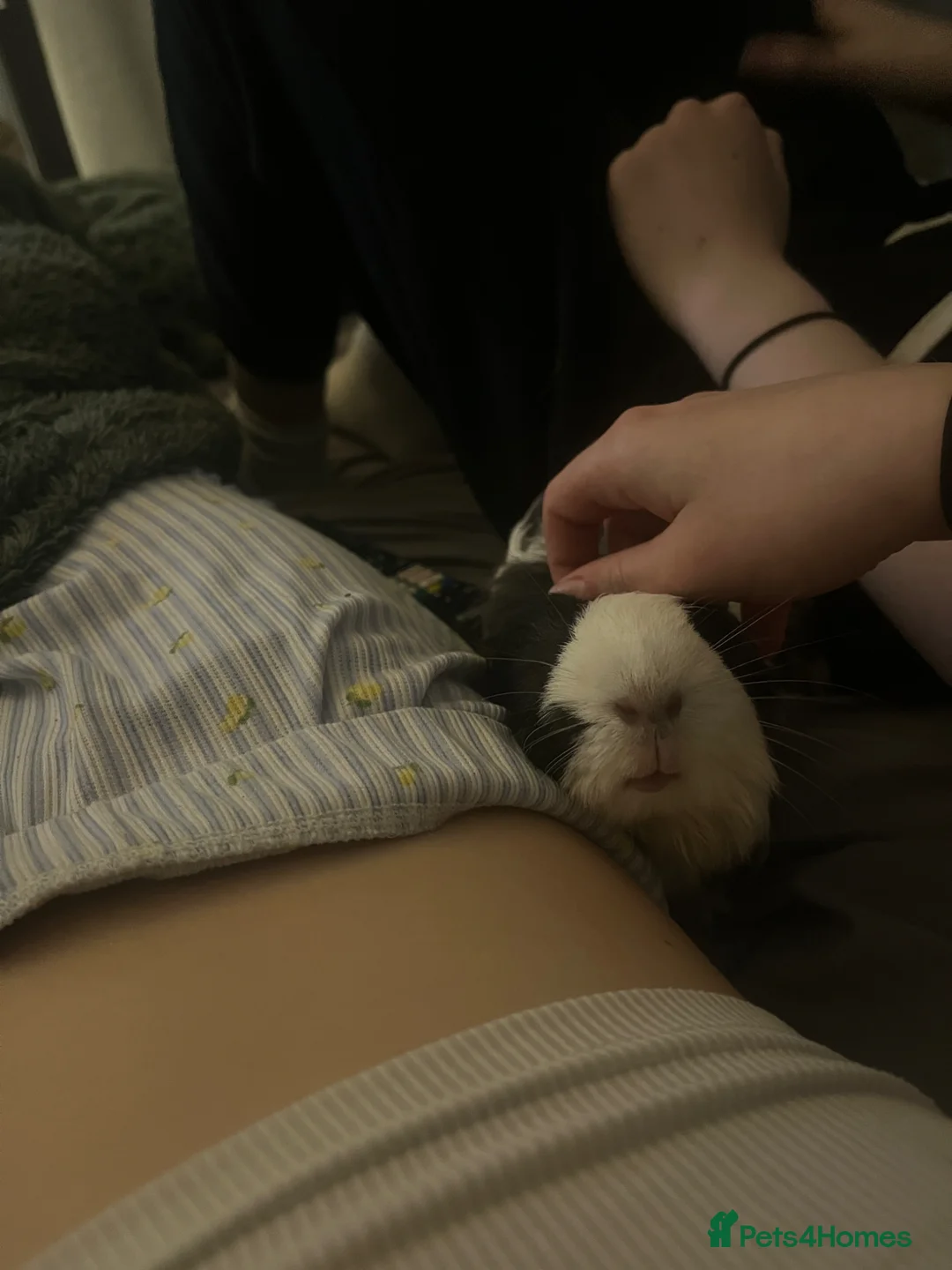 Guinea Pig rodents for sale: Two bonded male guinea pigs for sale in Scunthorpe - Advert 2