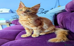 Maine Coon cats for sale: Beautiful Pedigree Maine Coon Kittens  - Image 16
