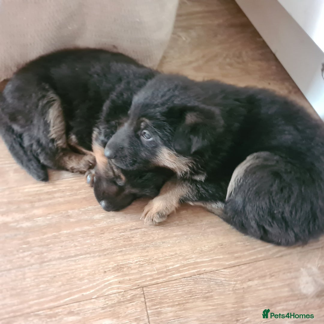 German Shepherd dogs for sale: Straight backed German Shepherd  - Advert 2