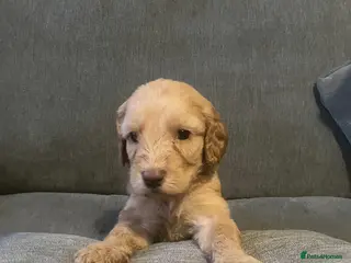 Irish Doodle dogs F1B Irish doodle puppies (norther Ireland) - Advert 1