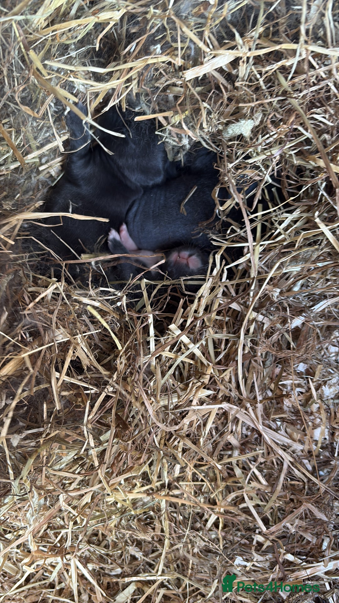 Vienna rabbits for sale: baby viennas ready sept in Leighton Buzzard - Image 1