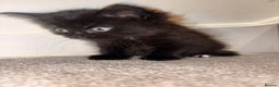 British Longhair cats for sale: 3 British Longhair x Maine Coon Kittens  Ready Now - Advert 4