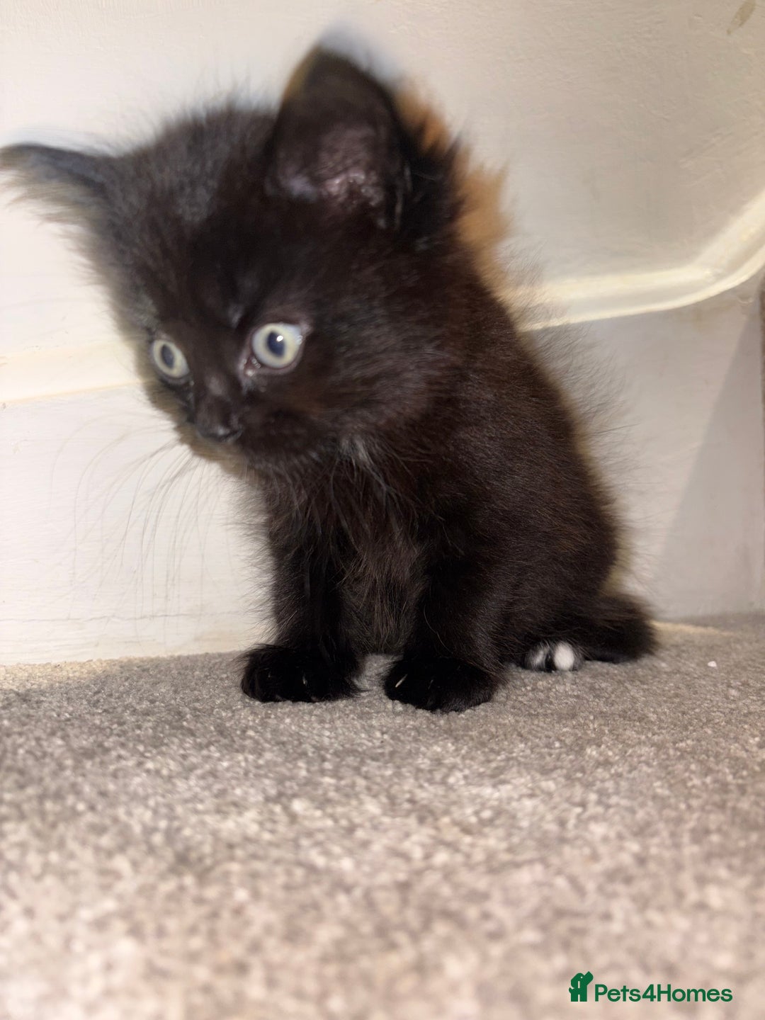 British Longhair cats for sale: 3 British Longhair x Maine Coon Kittens  Ready Now - Advert 4