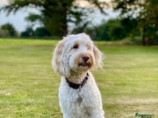 Cockapoo dogs in London - Advert 34