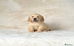 Golden Retriever dogs for sale: Stunning golden retriever puppies for sale  - Image 12