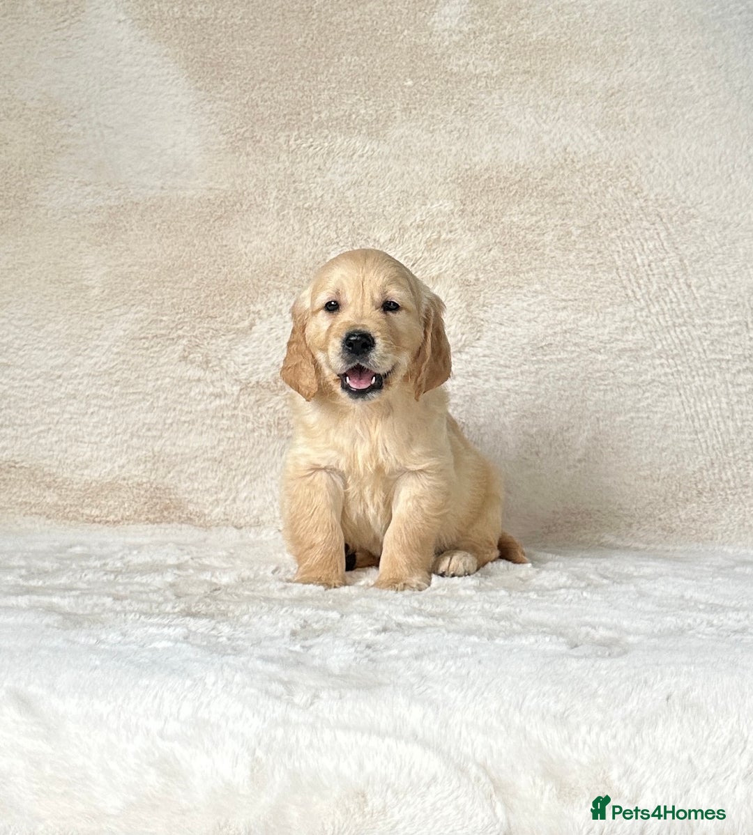 Golden Retriever dogs for sale: Stunning golden retriever puppies for sale  - Image 12