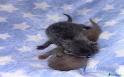 British Shorthair cats for sale: Pedigree kittens lilac boy blue girl  - Image 7