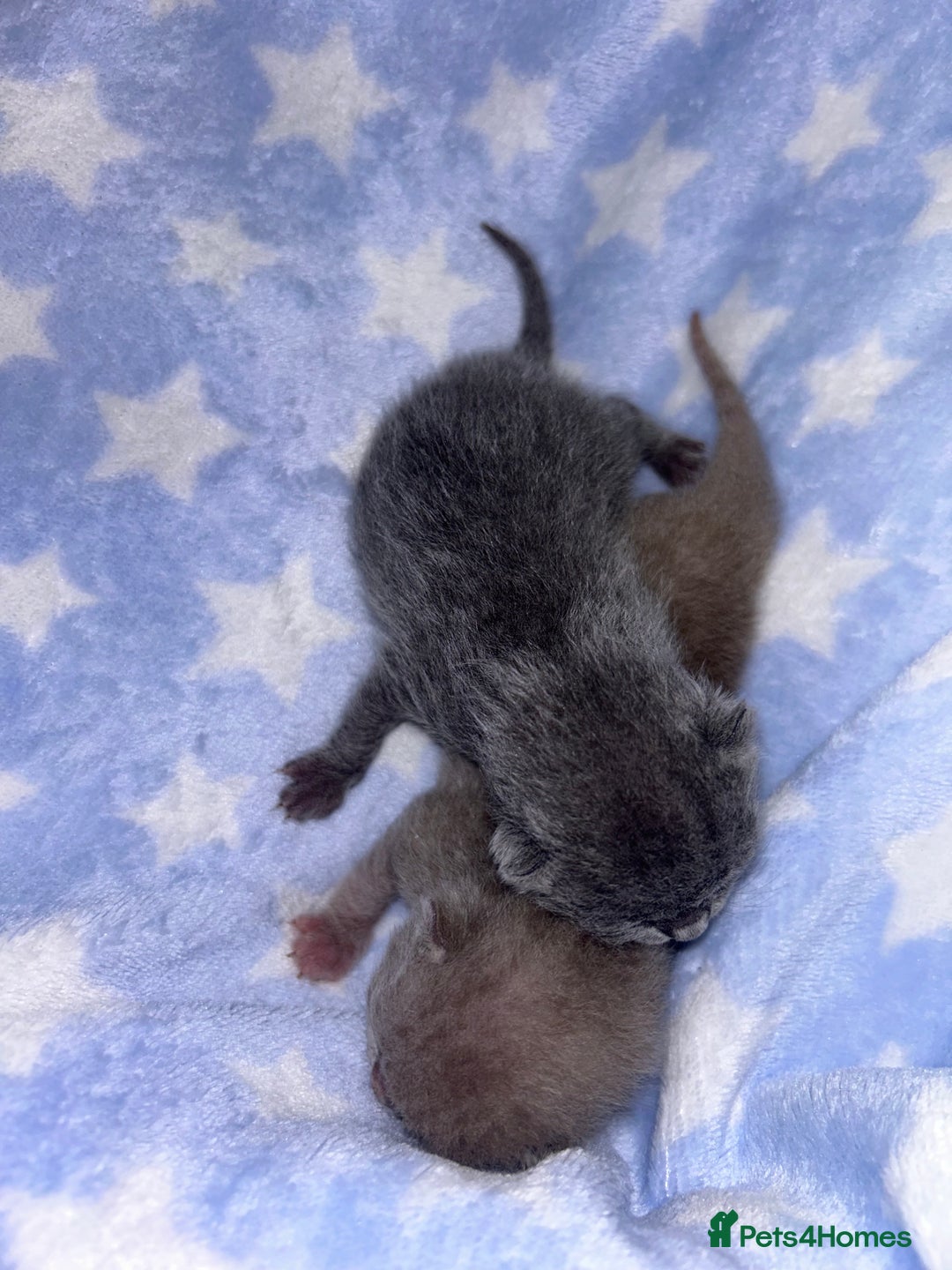 British Shorthair cats for sale: Pedigree kittens lilac boy blue girl  - Image 7