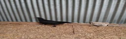 Chickens poultry for sale: Black Marren X Hens & Cockerals  - Advert 5