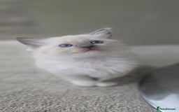 Ragdoll cats for sale: 2 beautiful litters of Ragdolls  - Image 37