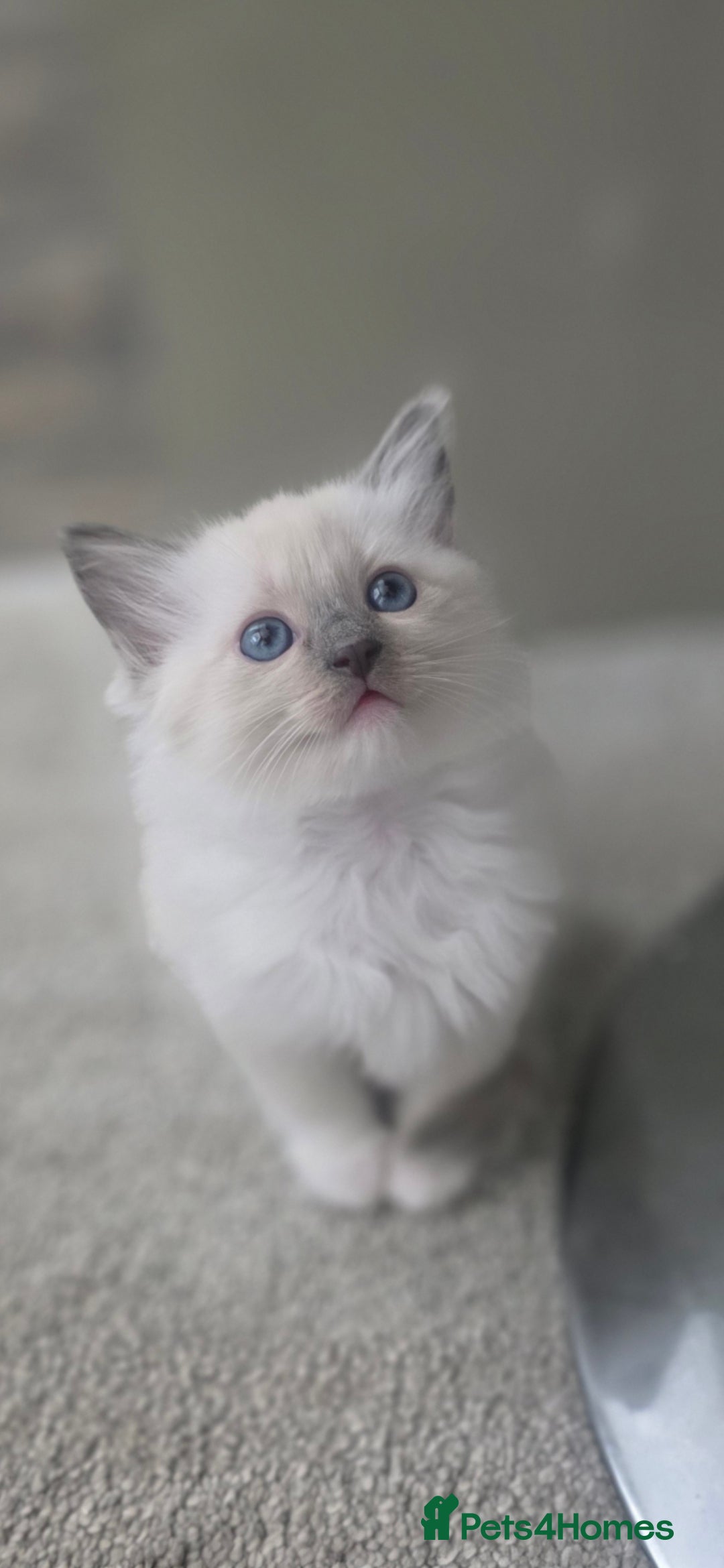 Ragdoll cats for sale: 2 beautiful litters of Ragdolls  - Image 37