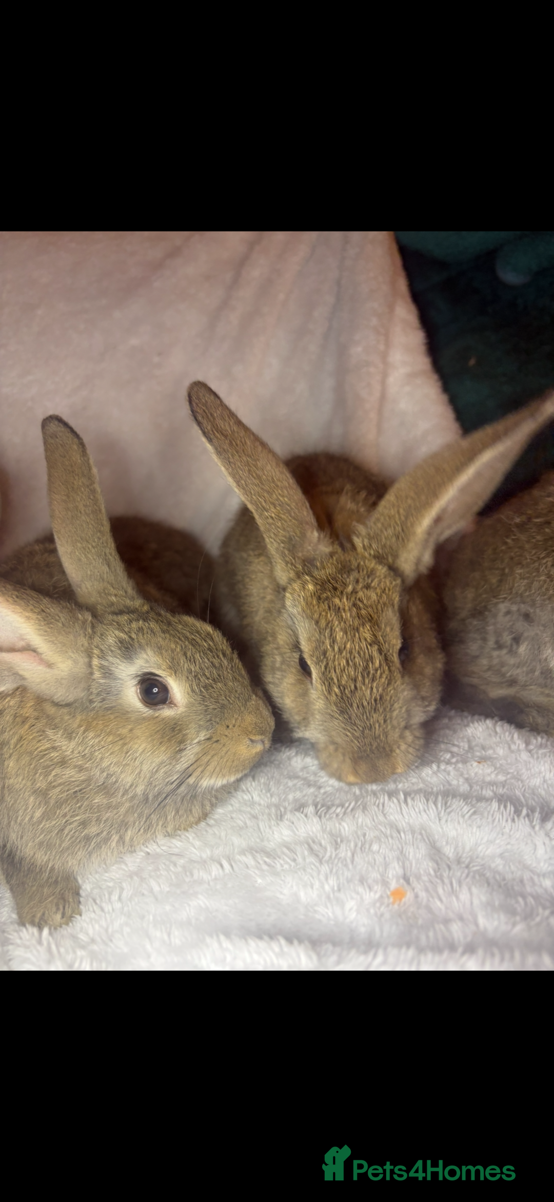 Continental Giant rabbits for sale: Beautiful continental giant baby rabbits ready  - Advert 16