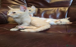 Mixed Breed cats for sale: Two ginger boys and one Flame point - Image 23