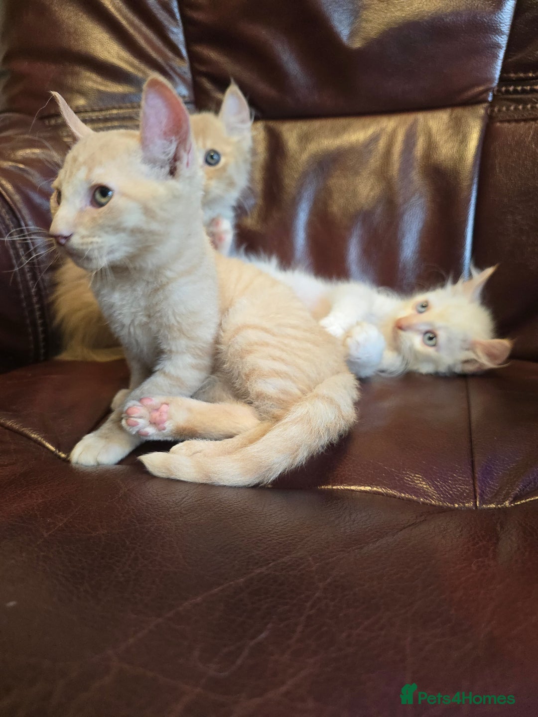 Mixed Breed cats for sale: Two ginger boys and one Flame point - Image 23