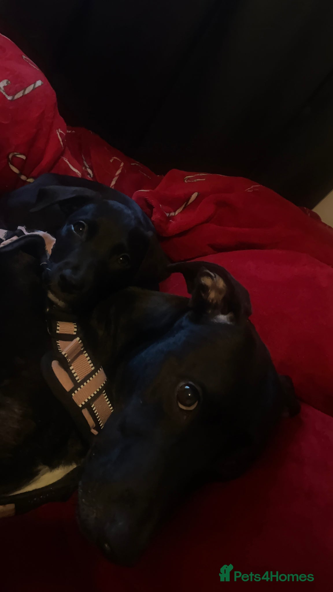 Mixed Breed dogs Pups for sale - Advert 5