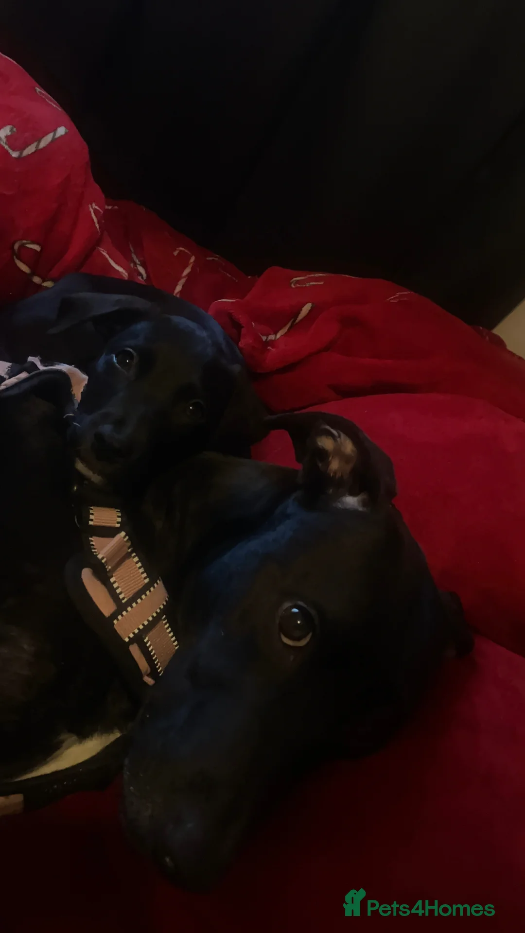 Mixed Breed dogs for sale: Pups for sale in Edinburgh - Advert 1