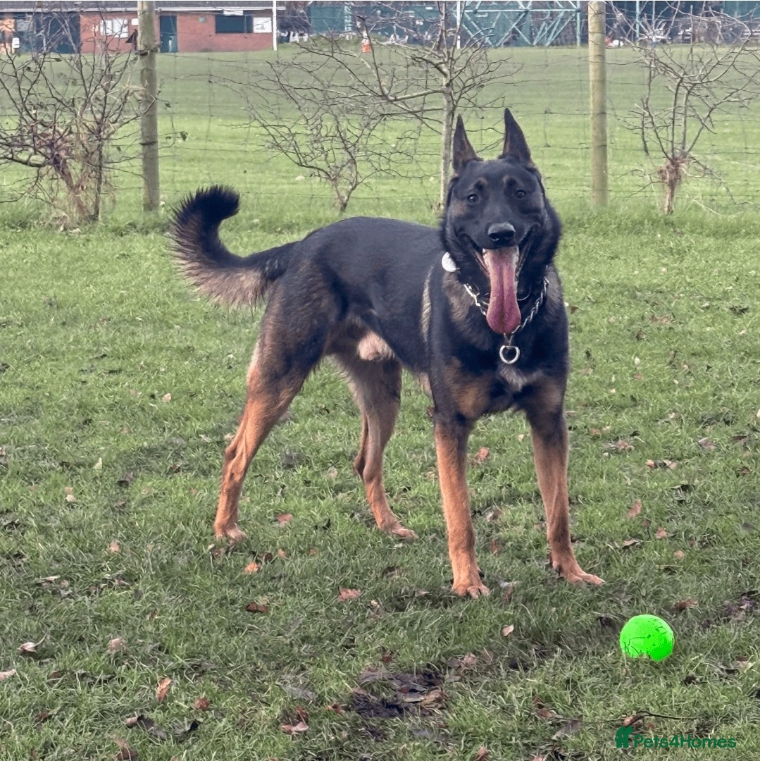 Mixed Breed dogs Ghost 3yr old gsd/Mali  - Advert 1