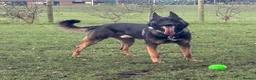 Mixed Breed dogs for stud: Ghost 3yr old gsd/Mali  in Liverpool - Advert 1