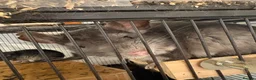 Chinchilla rodents for sale: Father and son chinchillas  in Wickford - Advert 3