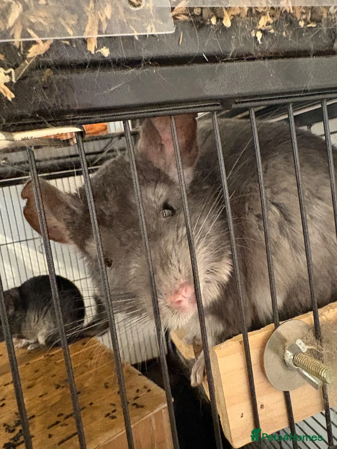 Chinchilla rodents for sale: Father and son chinchillas  in Wickford - Advert 3