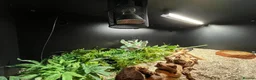 Python Snake reptiles for sale: Royal/Ball Python - with vivarium etc in Worcester - Advert 7