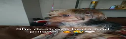 Yorkshire Terrier dogs for sale: Nyla 🖤 beautiful, fun & loving Yorkie 🐶 in Stoke-on-Trent - Advert 5