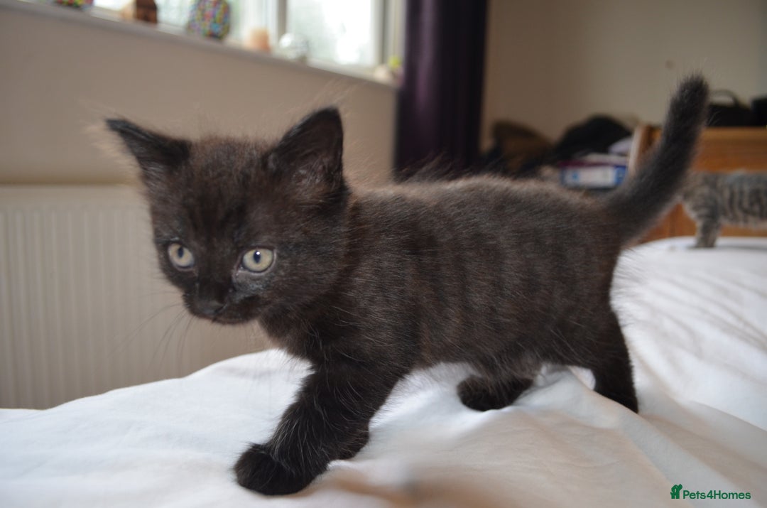 Mixed Breed cats for sale: Gorgeous female black smoke kitten 10 weeks old - Image 11